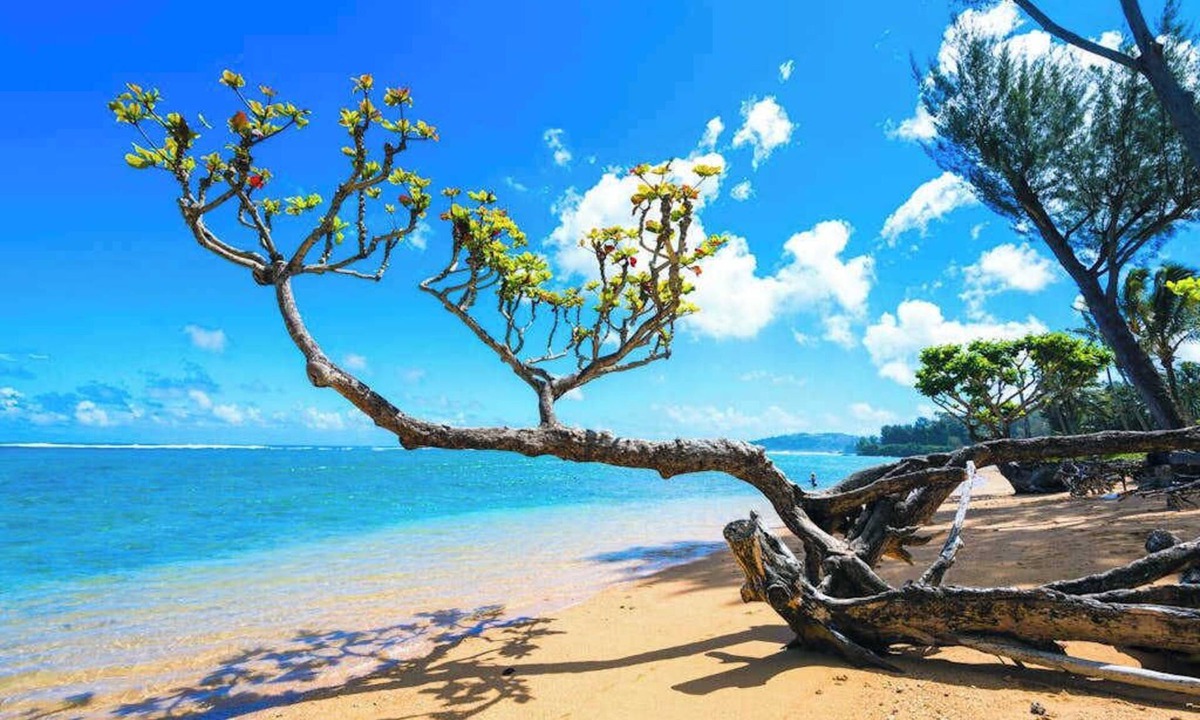 Kilauea House | August Sale! Steps from the Ocean in a Roomy Kilauea Getaway TVNC#4255