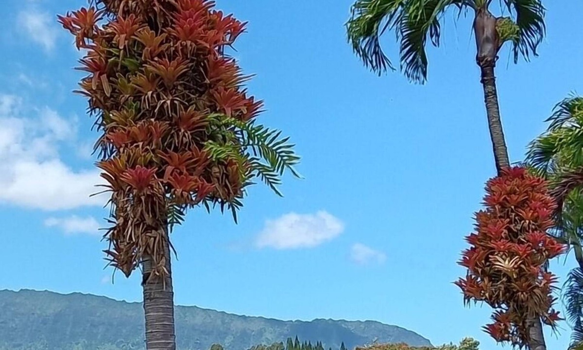 Princeville House | North Shore's Top location~3 bedroom house w/loft, waterfall views