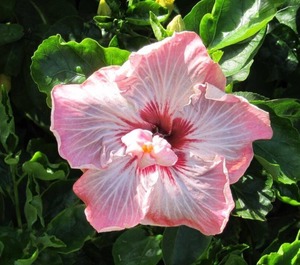 Hale Mahina 