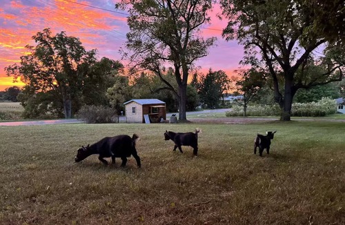 Byron Center House | 1-4 Guests, 1 Bath Farm Stay at a Pygmy Goat Farm in Byron Center, Michigan
