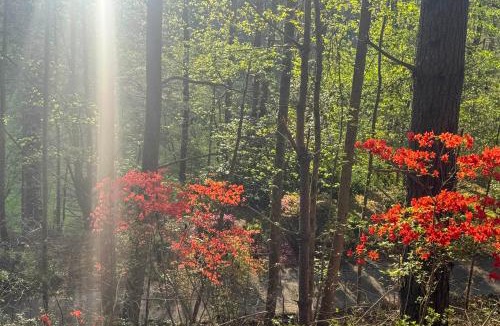 Lenoir House | 24 Private Acres: Trails/Hot Tub Near Blowing Rock