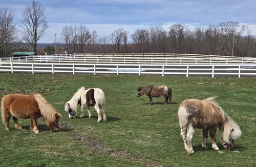 Tunnel RV Rental | Horse Motel RV Camping Tent Camping Horse Experiences PET FRIENDLY!