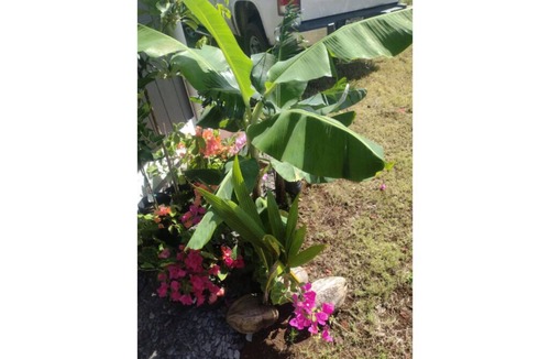 Keaau House | Paradise in Hawaiian Paradise Park