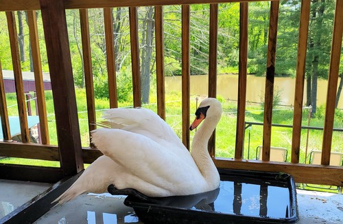 Limekiln Apartment | Waterfront 1 bedroom apartment at Sanctuary of the Swan Aparthotel