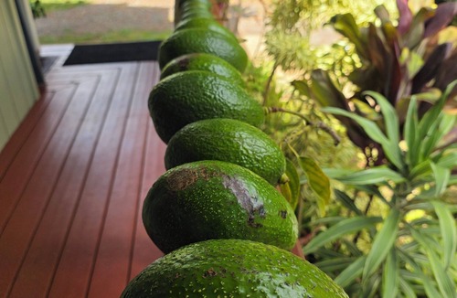 Pupukea Hotel | You found Paradise! Relax in Luxury, A/C, Ocean, Valley, Forest VIEWS! Pupukea