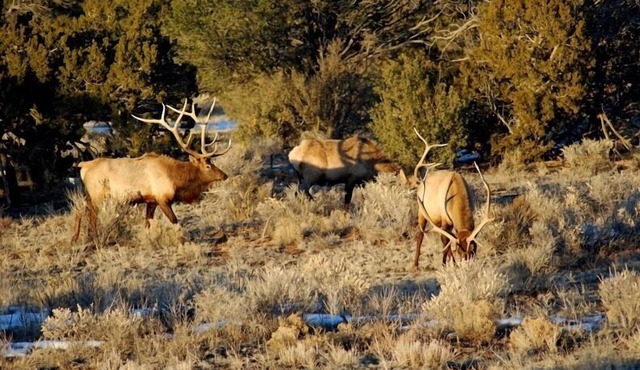 Popular Vacation Rental At The Grand Canyon, Make yourselves at Home!