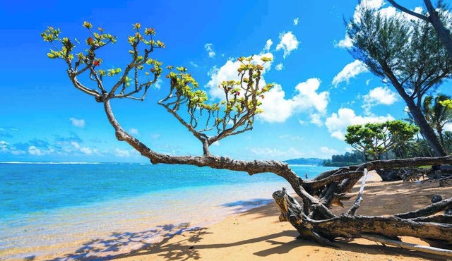 Steps from the Ocean in a Roomy Kilauea Getaway - TVNCU#4255