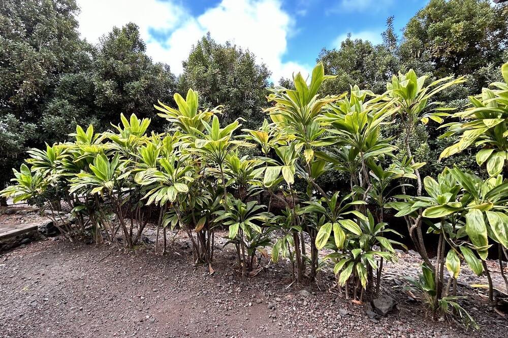 Photo of Outdoor in Kealakekua