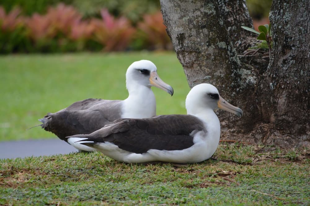Photo of Others in Wailua