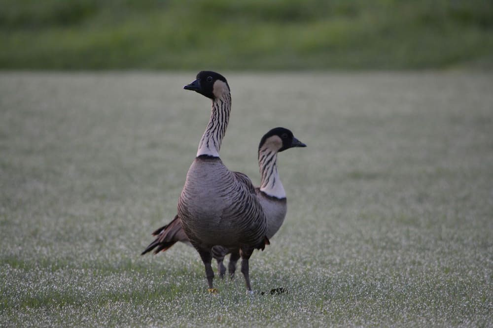 Photo of Others in Wailua