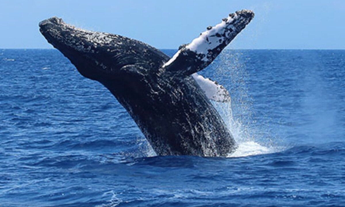 Photo of Others in Lahaina