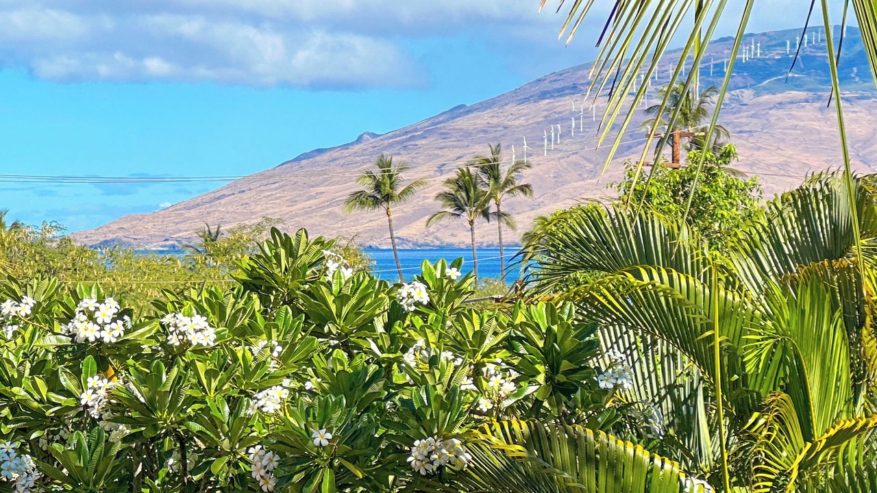 Photo of Others in Kihei