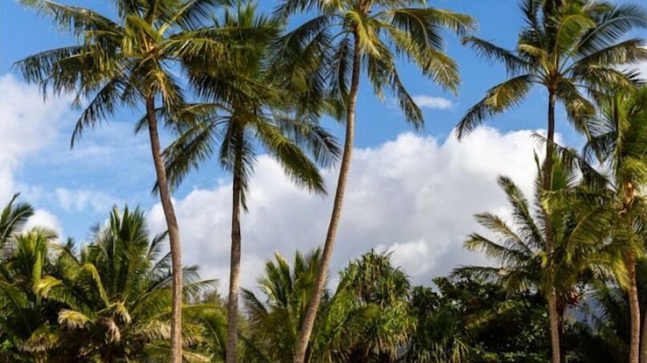 Photo of Outdoor in Princeville