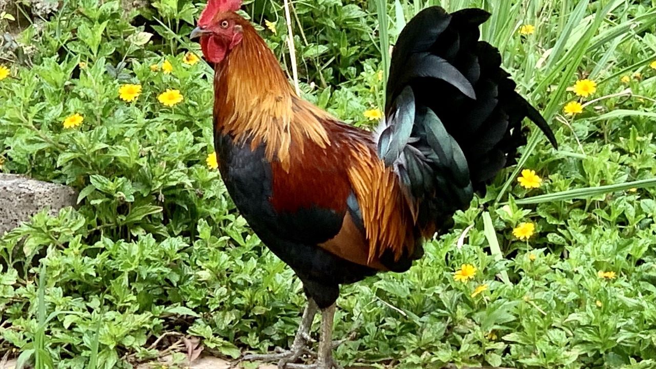 Photo of Others in Princeville