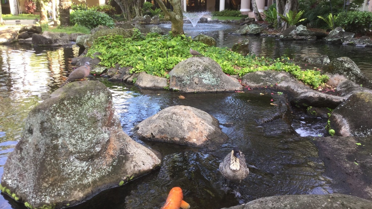Photo of Outdoor in Lihue