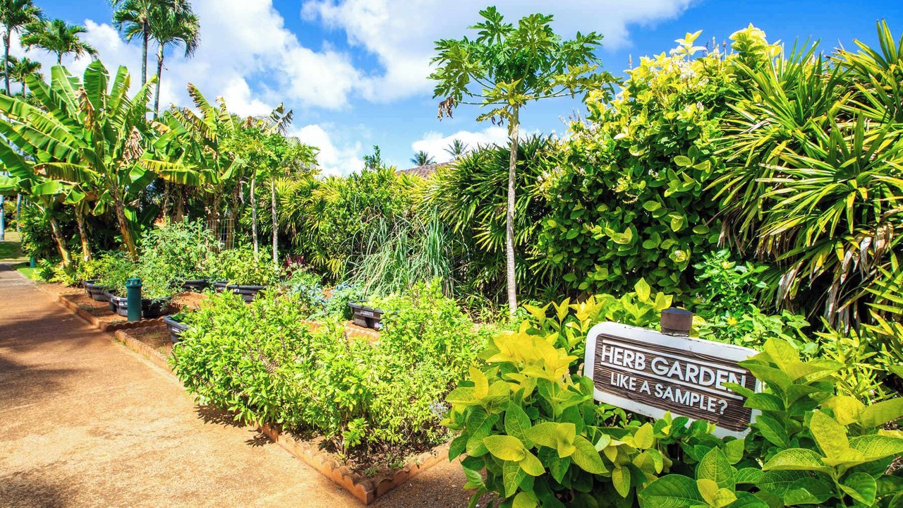 Photo of Outdoor in Kapaa