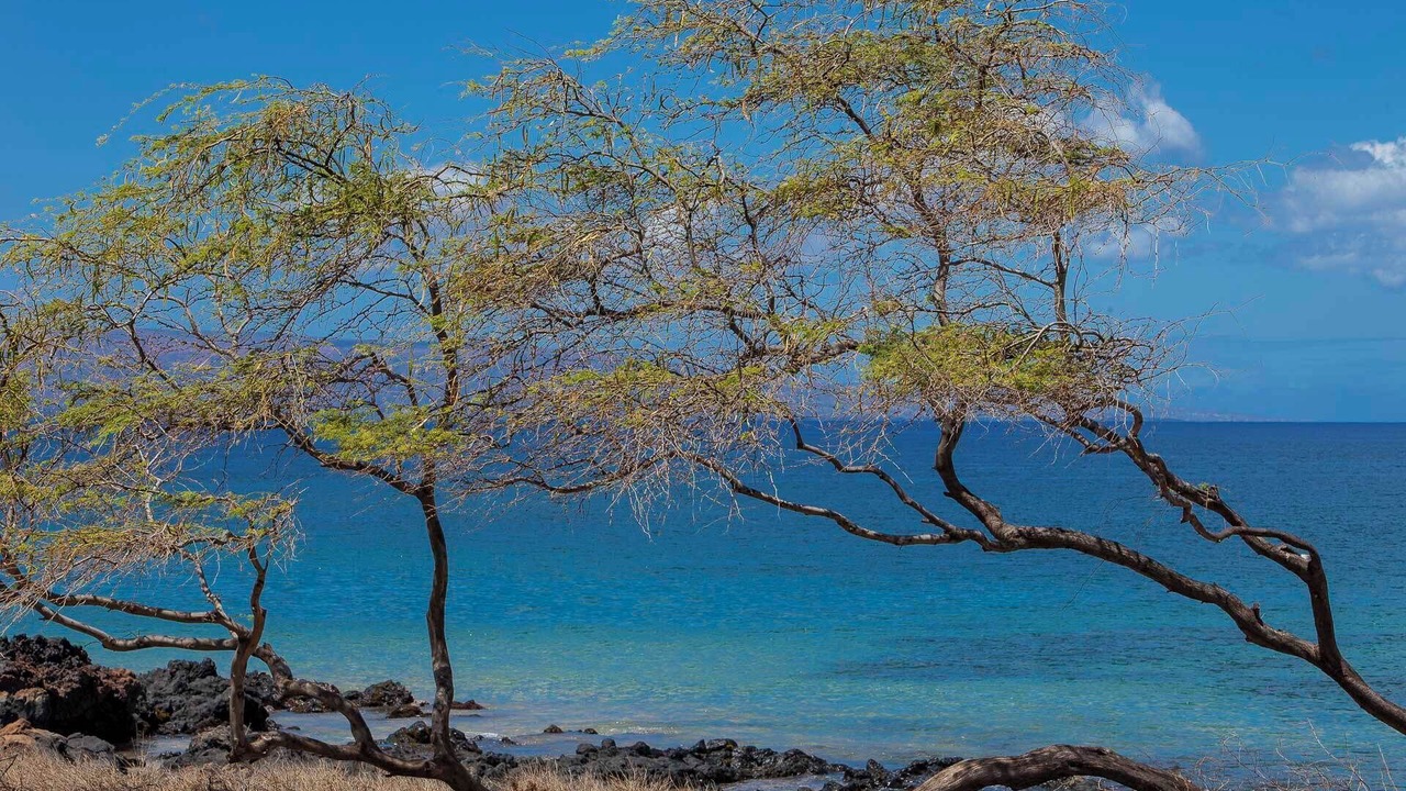Photo of Others in Kihei