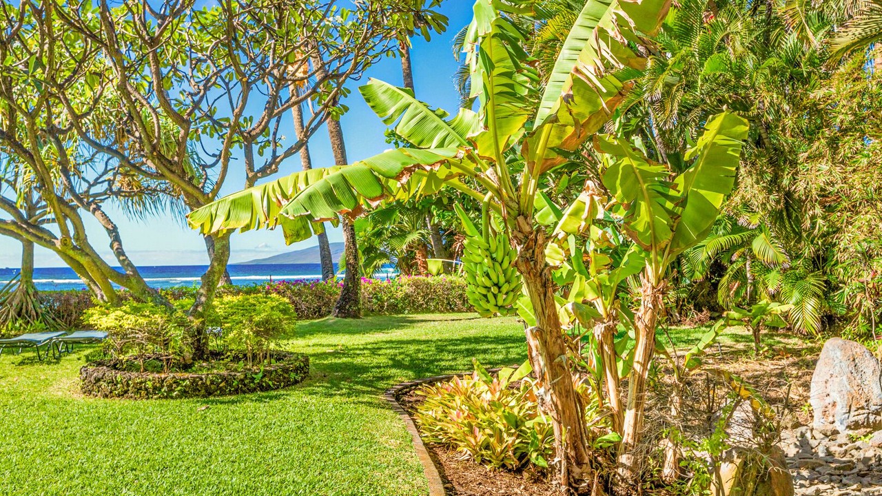 Photo of Outdoor in Historic Lahaina Front Street