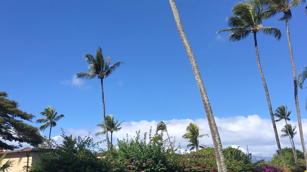 Photo of Outdoor in Napili