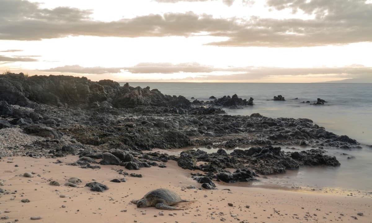 Photo of Others in Kihei