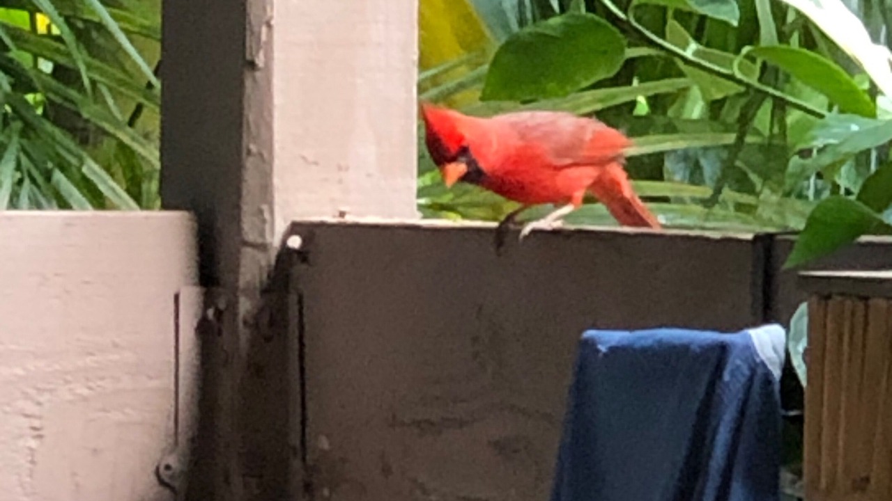 Photo of Patio Balcony in Princeville