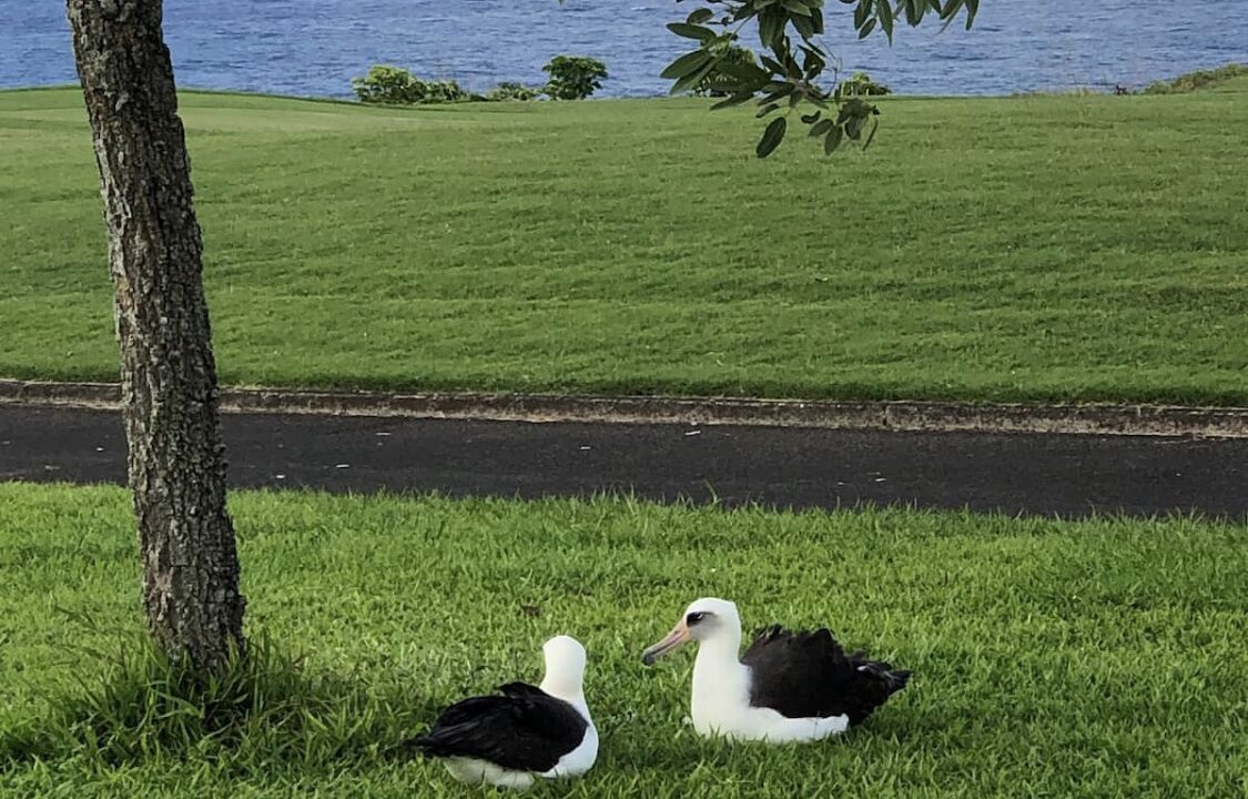 Photo of Others in Princeville