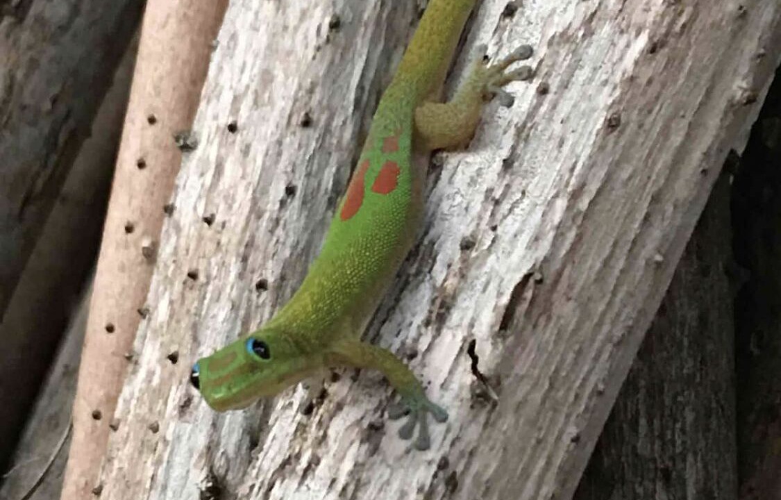 Photo of Others in Princeville