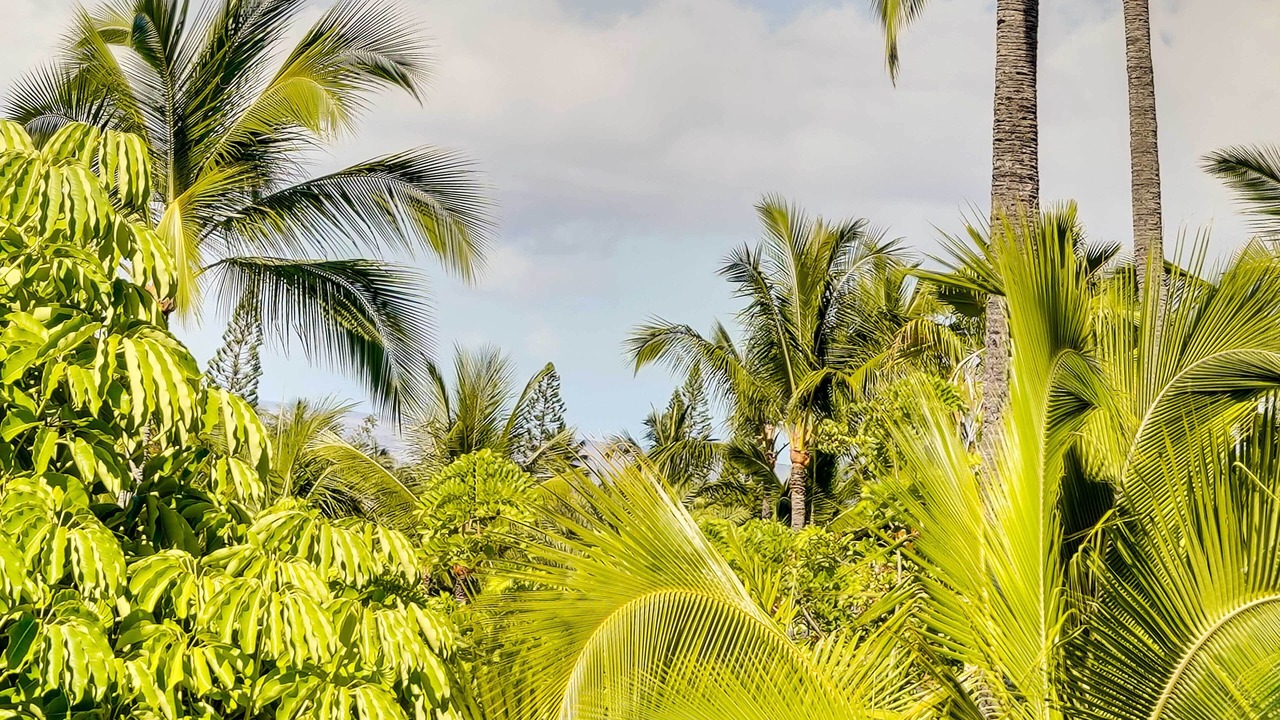 Photo of Others in Keauhou