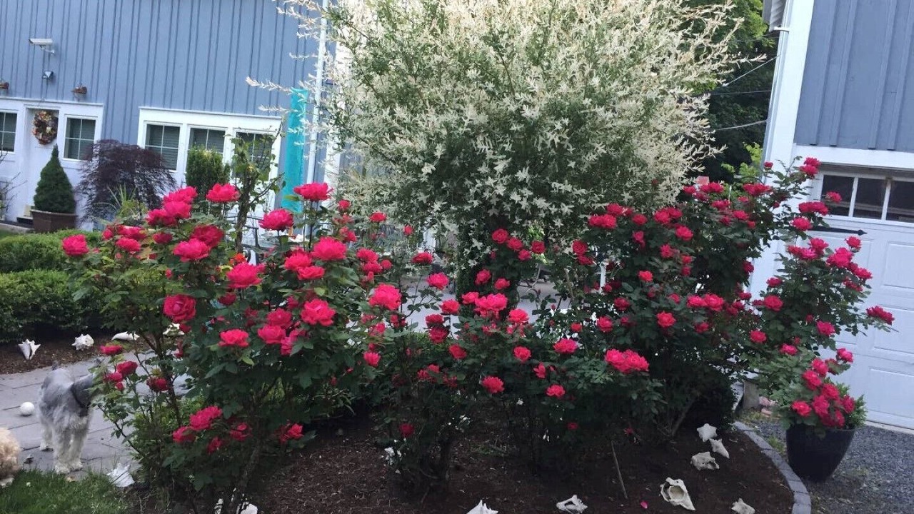 Photo of Outdoor in Yachting Village