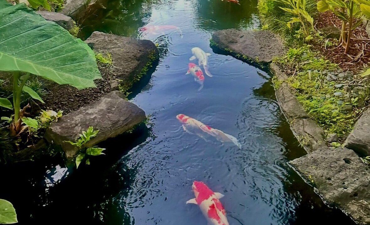 Photo of Others in Kailua-Kona