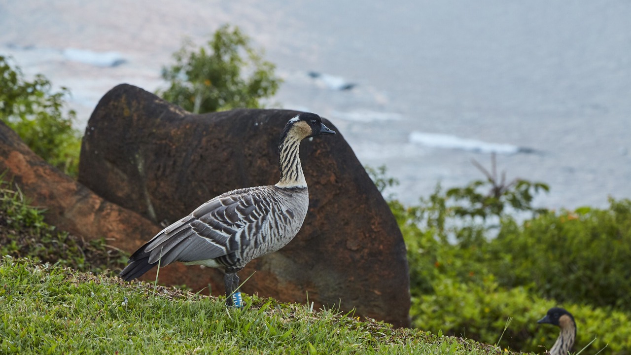 Photo of Others in Princeville