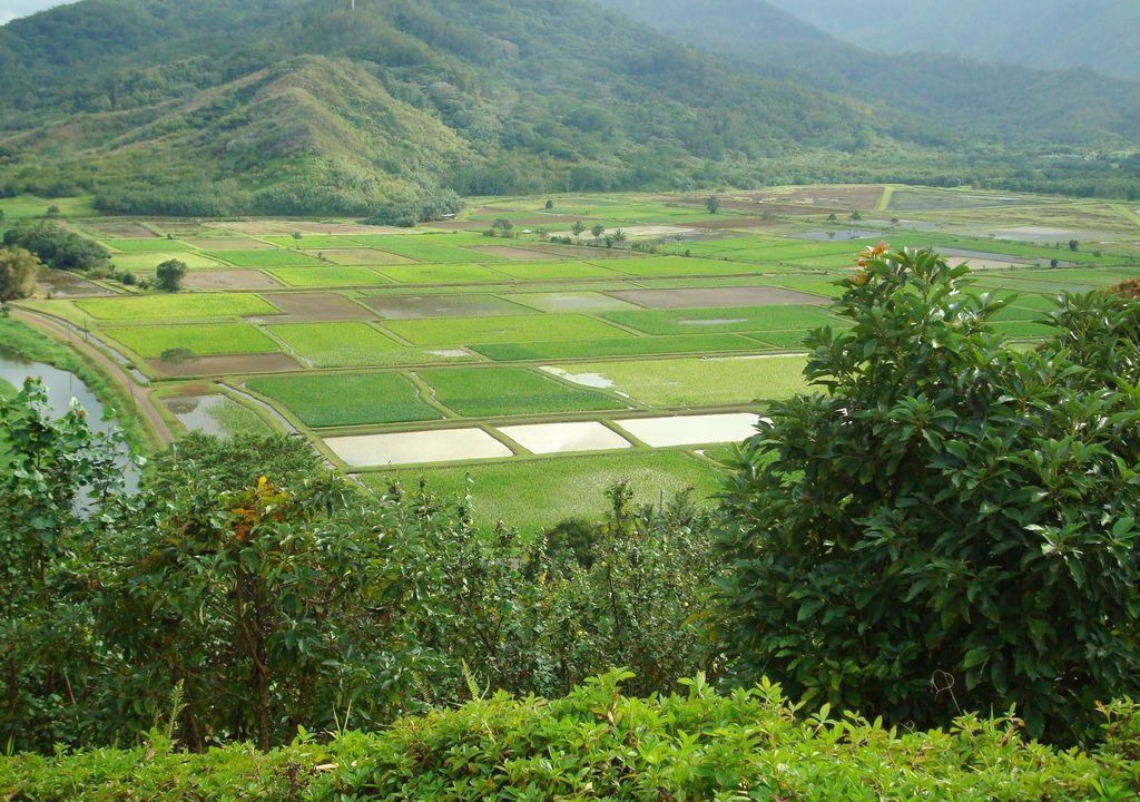Photo of Others in Princeville