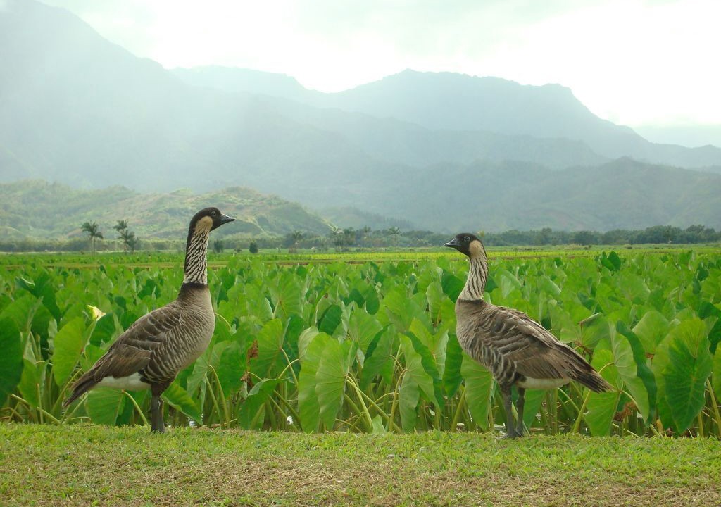 Photo of Others in Princeville