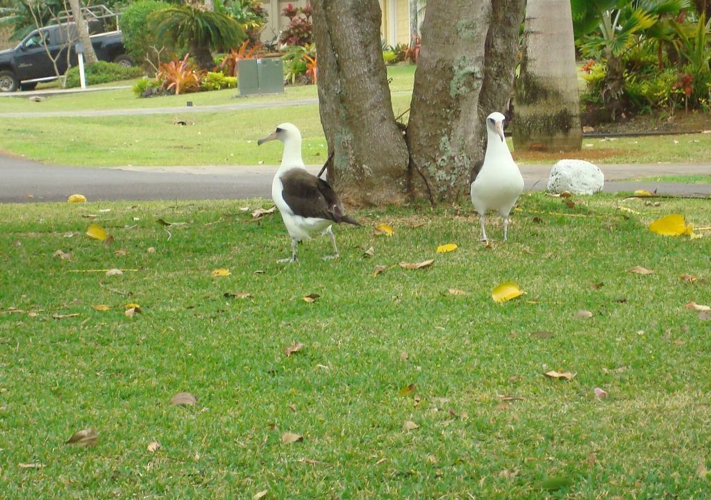Photo of Others in Princeville