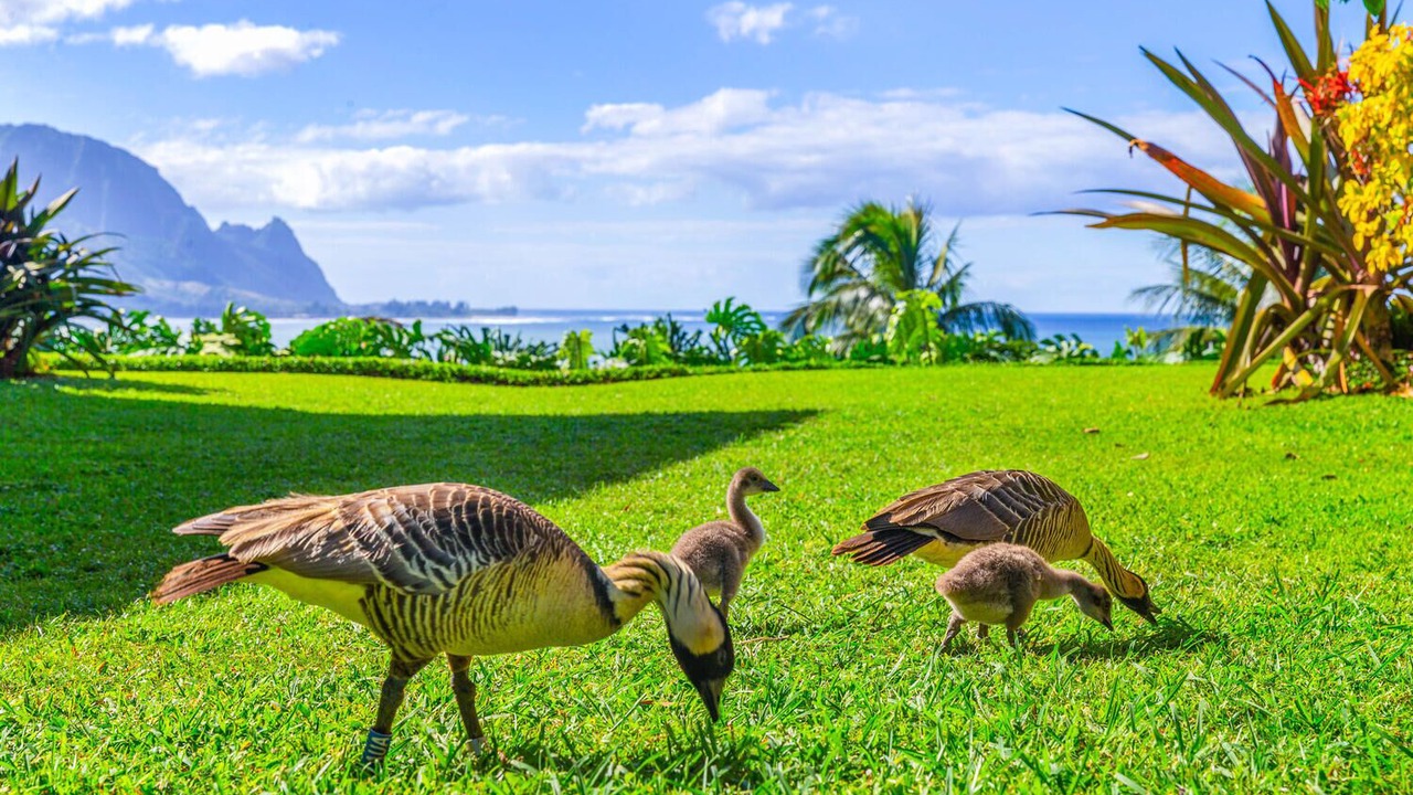 Photo of Others in Princeville