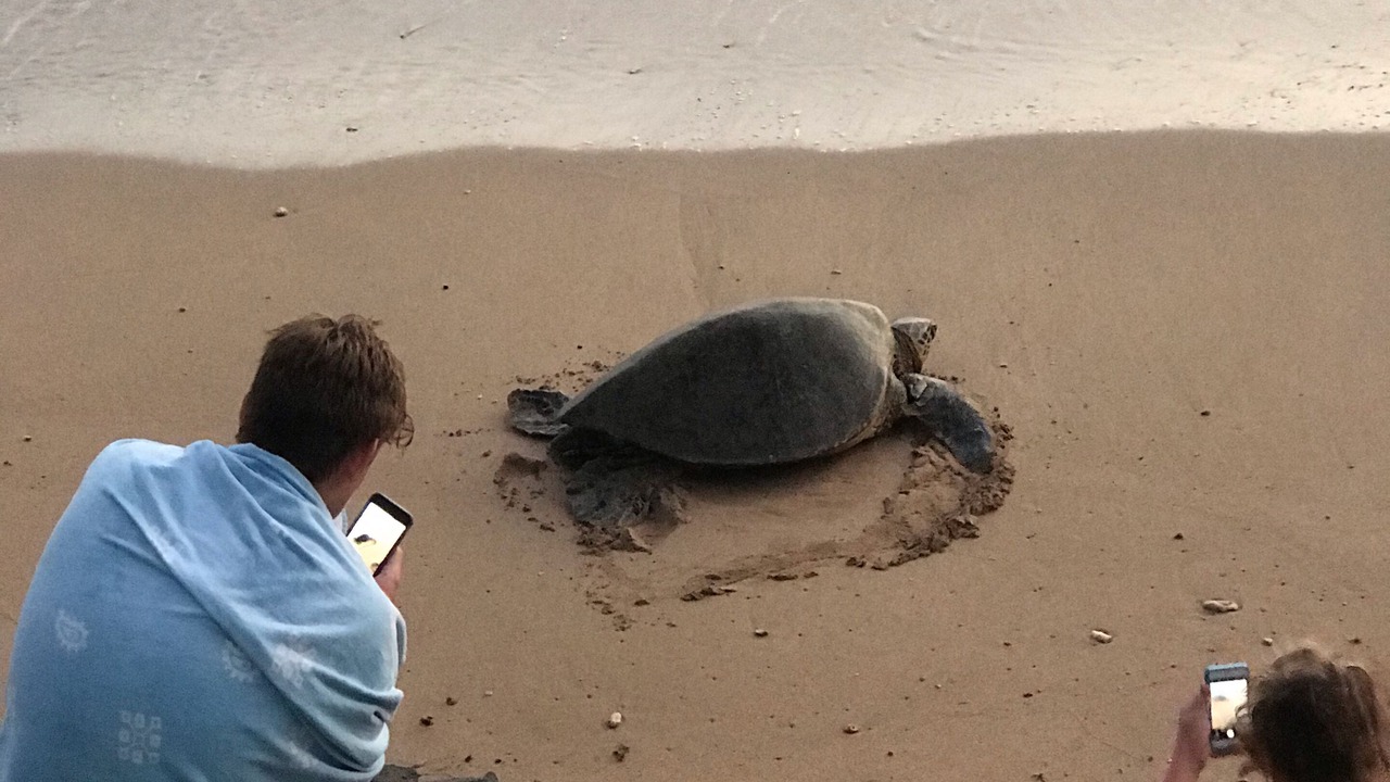 Photo of Others in Kihei