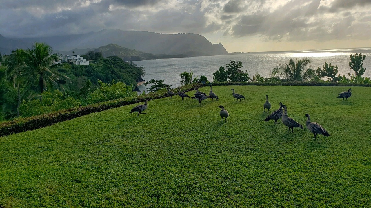 Photo of Others in Princeville