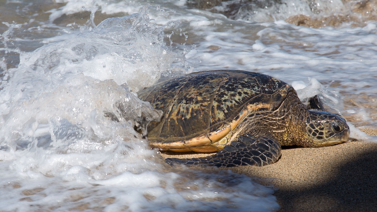 Photo of Others in Kihei
