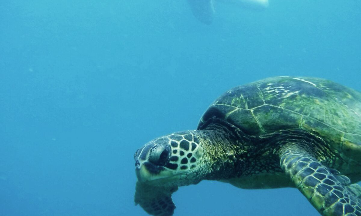 Photo of Others in Kihei