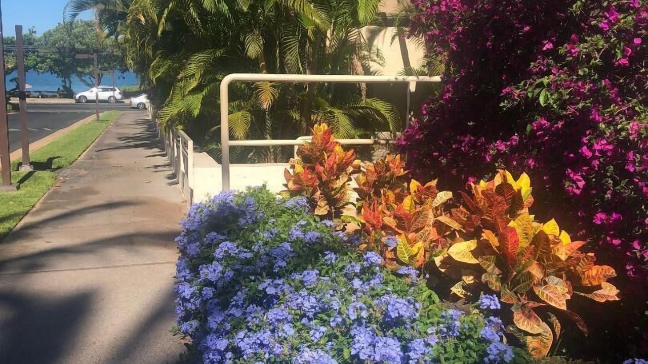 Photo of Outdoor in Kihei
