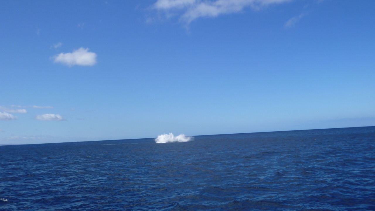 Photo of Others in Kihei