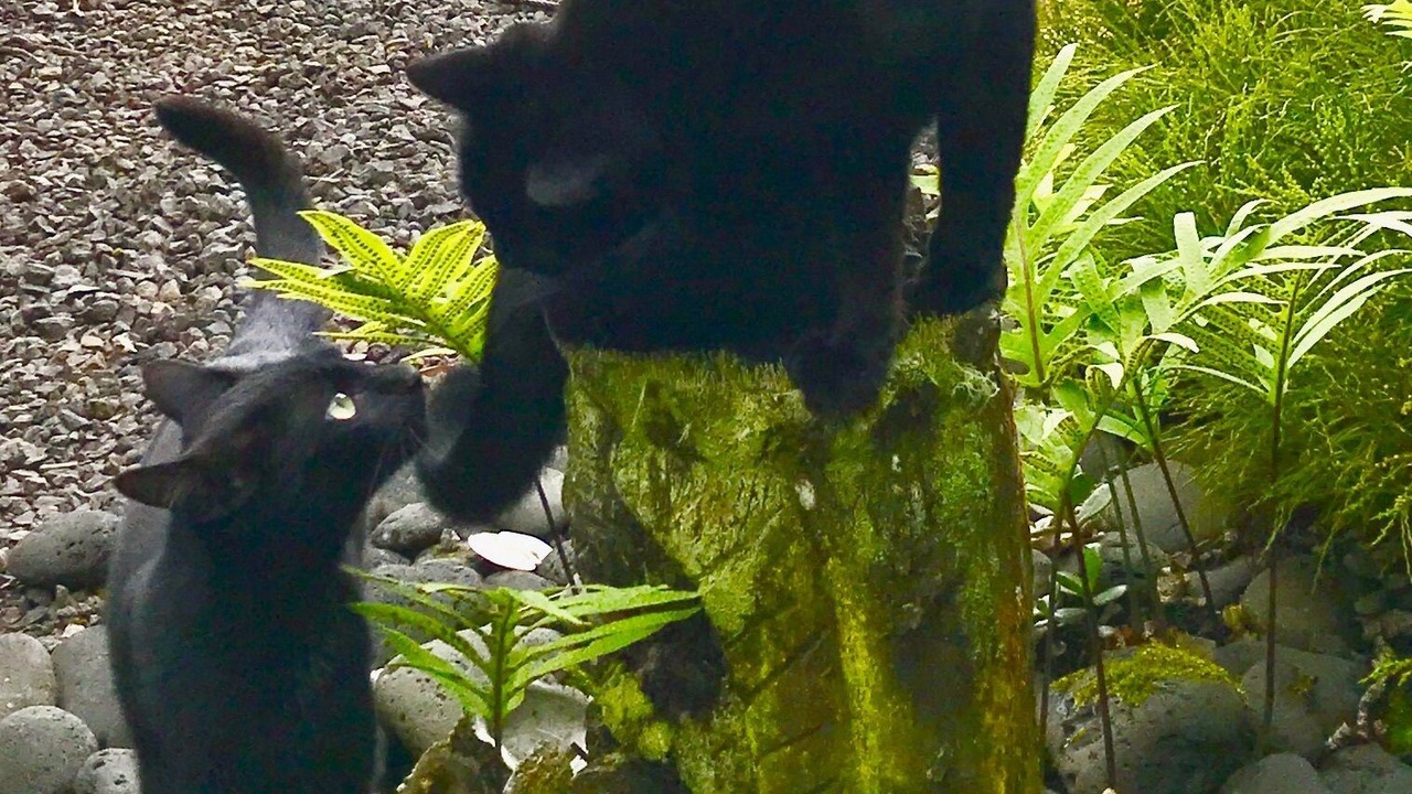 Photo of Others in Holualoa