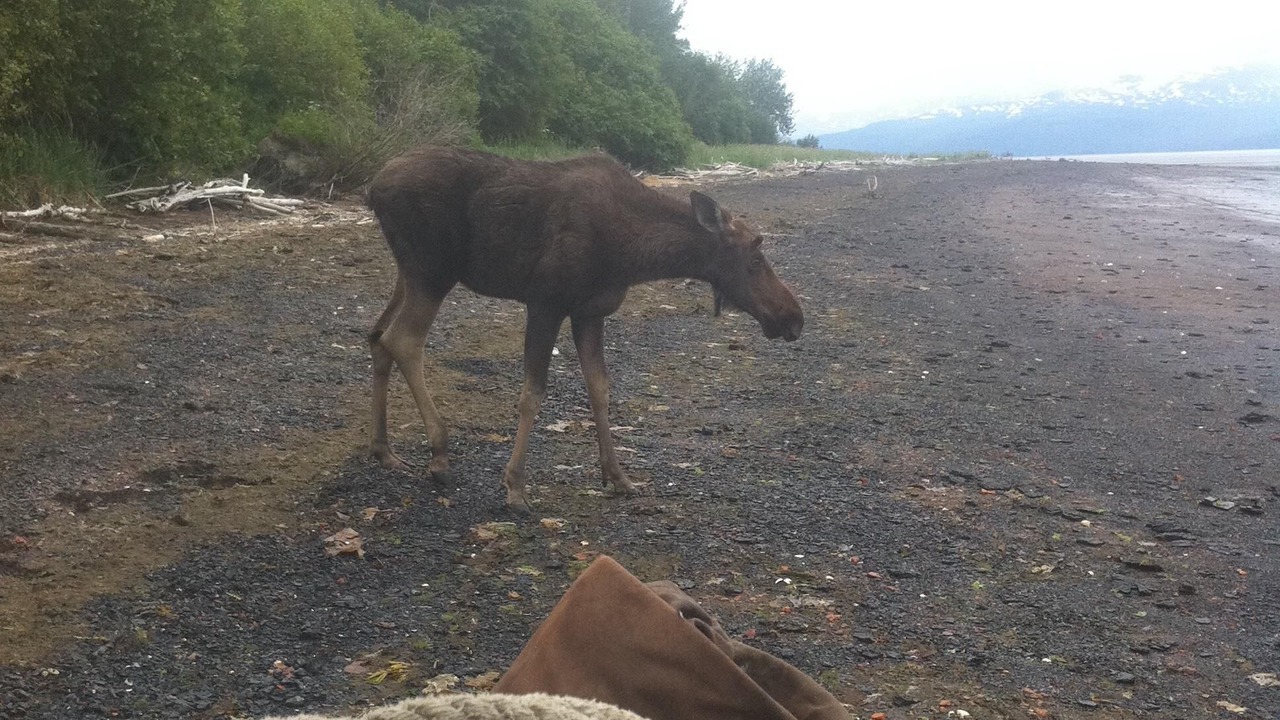 Photo of Others in Fritz Creek