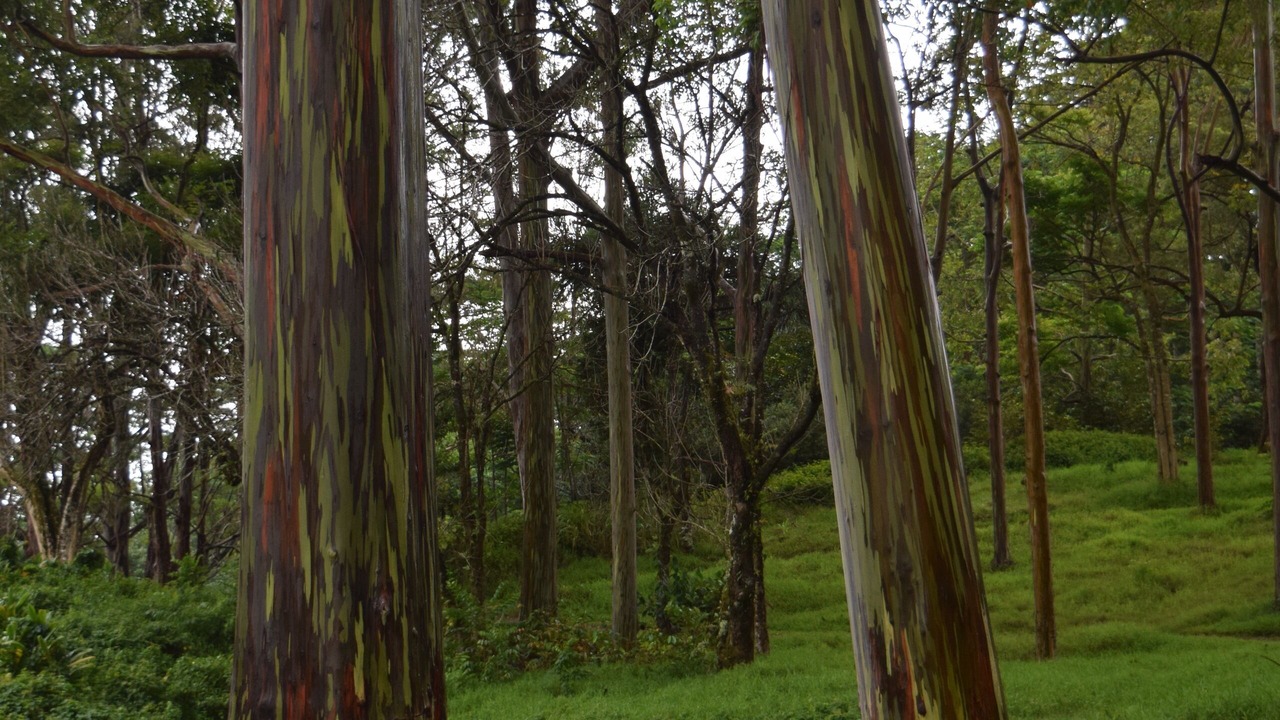 Photo of Outdoor in Poipu