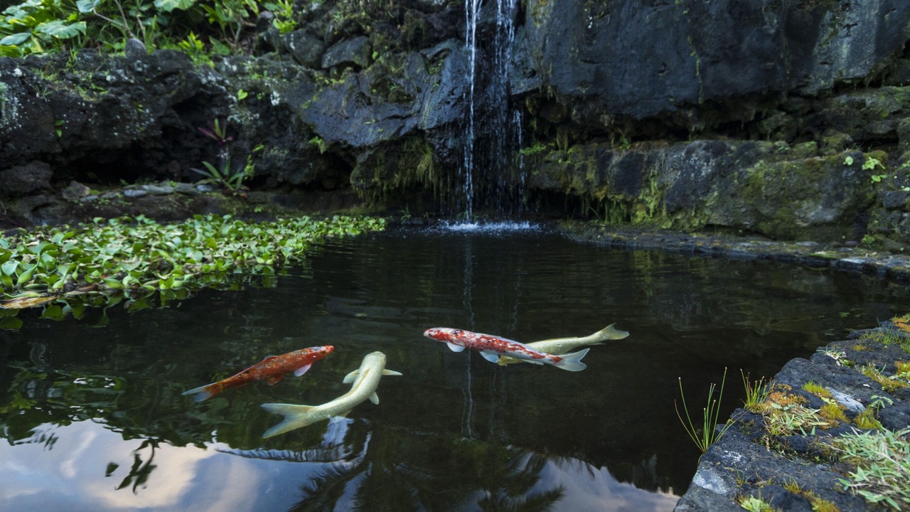 Photo of Others in Hana