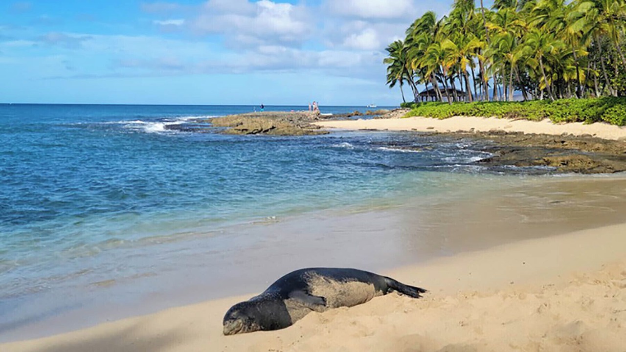 Photo of Others in Ko Olina