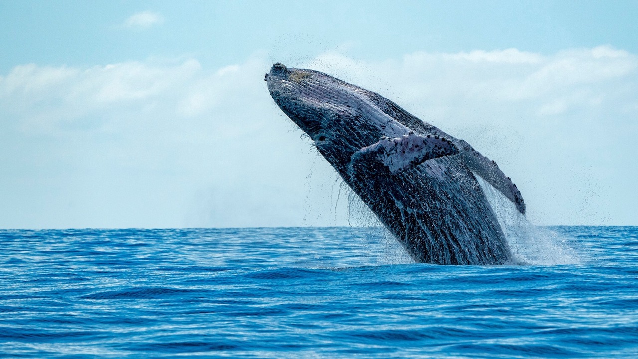 Photo of Others in Wailea