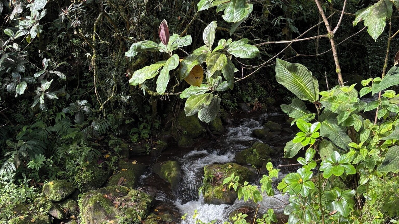 Photo of Others in Hilo
