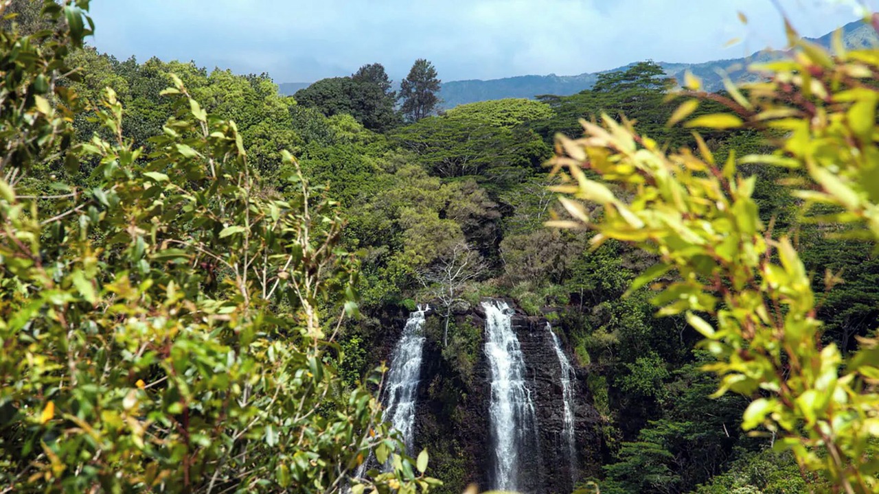 Photo of Others in Princeville
