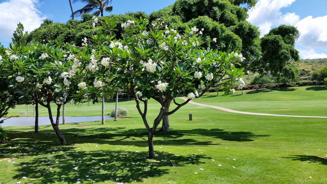 Photo of Others in Ko Olina